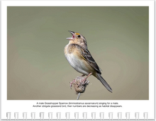 Load image into Gallery viewer, 2025 Birds of Tennessee Calendar by Graham Gerdeman
