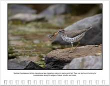 Load image into Gallery viewer, 2025 Birds of Tennessee Calendar by Graham Gerdeman
